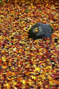 モミジの絨毯 モミジの絨毯の写真