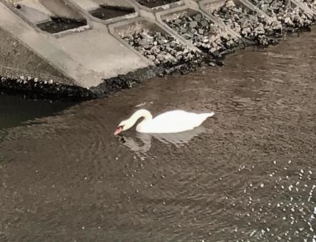 Swan 4 Swan 4