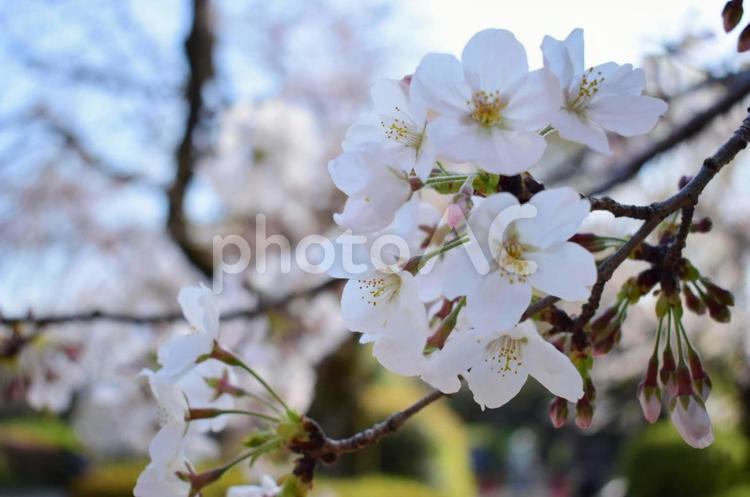 桜 春,早春,桜の写真素材