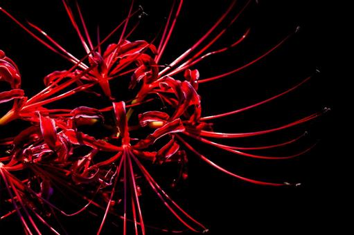 Red spider lilies on a black background, JPG