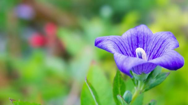Purple bellflower flowers bloom with dignity, JPG Purple bellflower flowers bloom with dignity, JPG