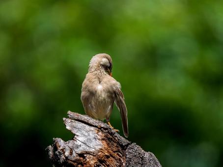 木にとまるムクドリ ムクドリ,椋鳥,野鳥の写真素材