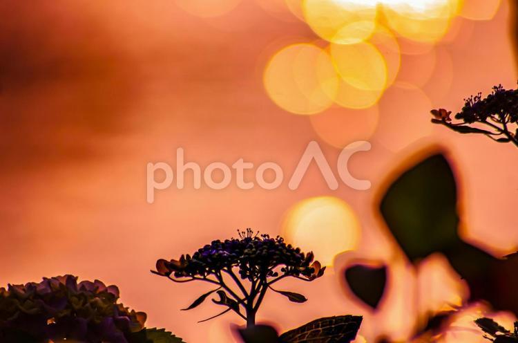 夕暮れ時の紫陽花 紫陽花,あじさい,hydrangeaの写真素材