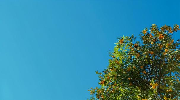 橘(たちばな) 橘(たちばな) 花,空,木の写真素材