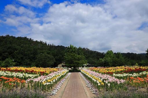 どんでん平ゆり園 風景,初夏,ピンクの写真素材
