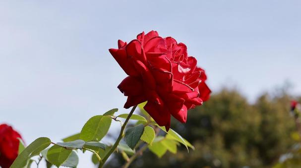 【花の写真】ばらの花 rose,植物,園芸の写真素材