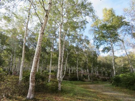 日本一美しい長野、八千穂高原の白樺群生地 八千穂高原,白樺林,シラカバの写真素材
