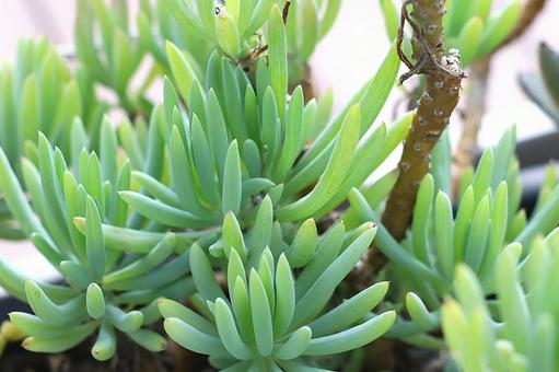 多肉植物　美空鉾（ミソラホコ） 多肉植物,ミソラホコ,美空鉾の写真素材