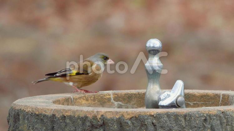 公園の水飲み場とカワラヒワ カワラヒワ,小鳥,野鳥の写真素材