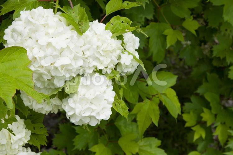 セイヨウテマリカンボク（スノーボール） 花,セイヨウテマリカンボク,スノーボールの写真素材