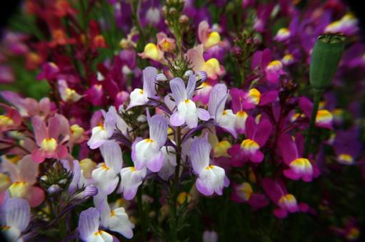 Photo, linaria, blooming landscape, a flower, 