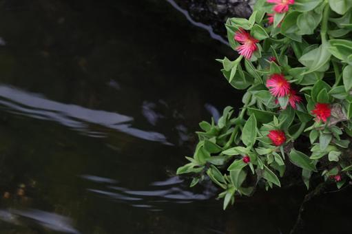 9月中旬のマツバギクの花と水路の水流 9月中旬のマツバギクの花と水路の水流 マツバギク,花,植物の写真素材