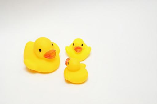 ひよこの親子 ひよこの親子の写真