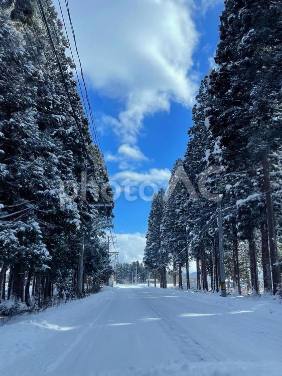雪が積もった冬の並木道 雪,冬,並木道の写真素材