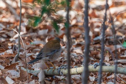 落ち葉の絨毯で餌を探すシロハラ 落ち葉の絨毯で餌を探すシロハラの写真