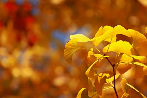 イチョウ イチョウの写真