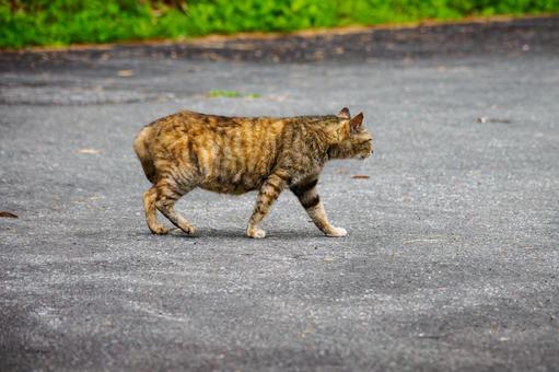 猫(137) 猫(137)の写真