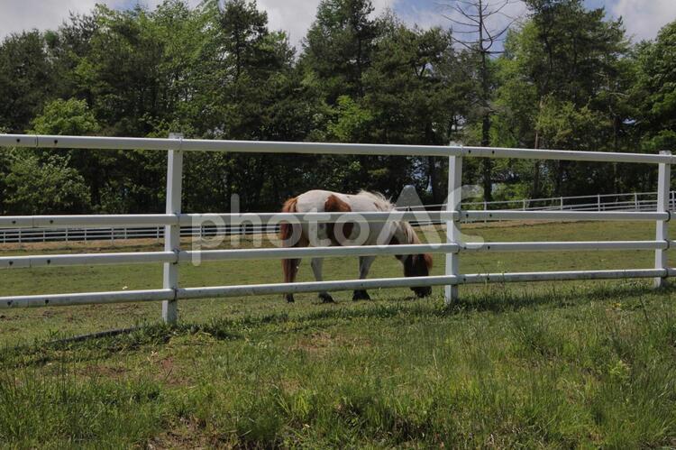 牧場で草を食べる馬 木,牧場,緑の写真素材