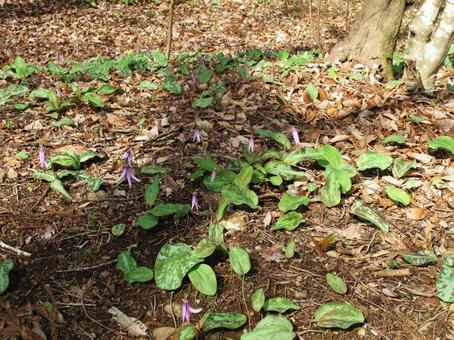 カタクリの花の写真
