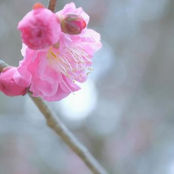 plum, JPG plum, JPG