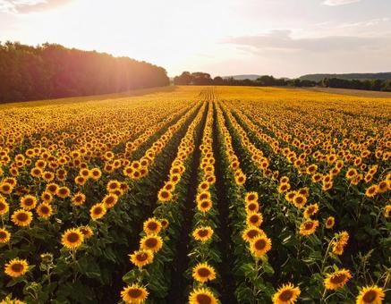 夕暮れに染まるひまわり畑 夕暮れに染まるひまわり畑の写真