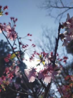 Photo, cherry blossoms, natural, flower, 