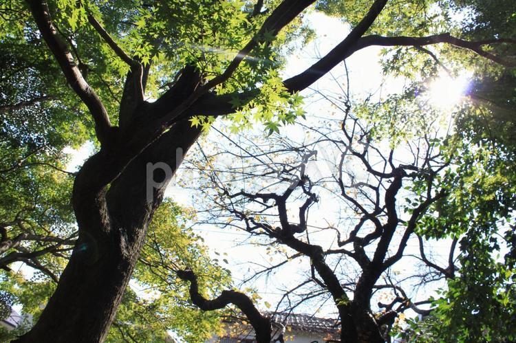 木漏れ日　紅葉 自然,木漏れ日,風景の写真素材