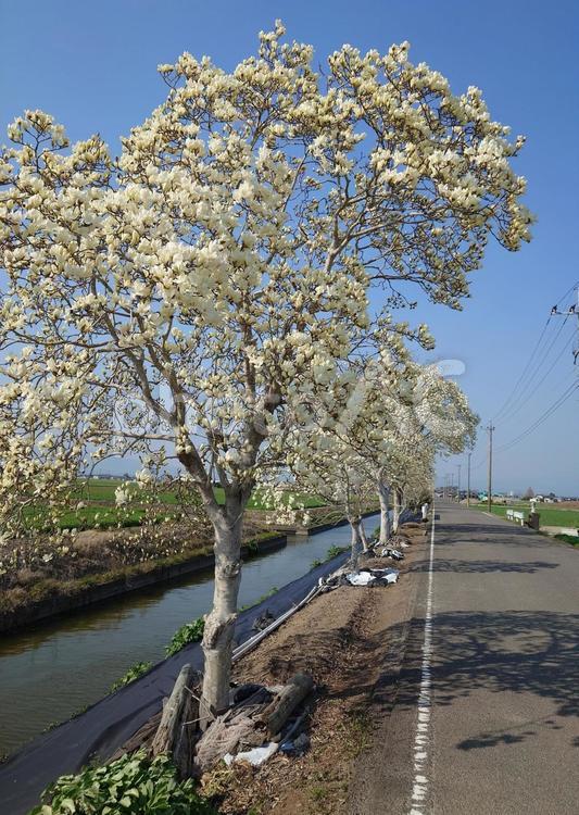 ハクモクレンの並木 花,ハクモクレン,木蓮の写真素材