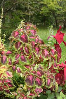 Coleus, JPG