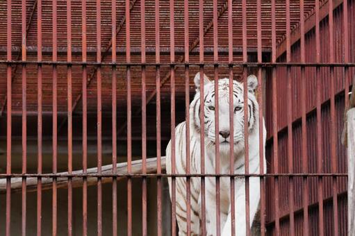 ホワイトタイガー ホワイトタイガー,虎,動物の写真素材