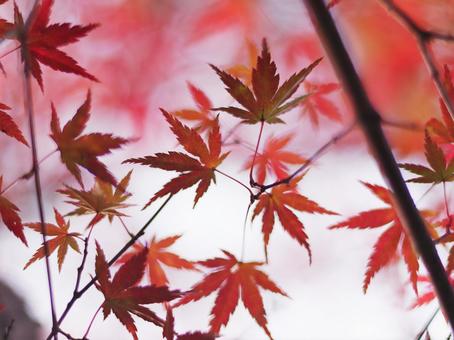 色鮮やかな秋の紅葉 色鮮やかな秋の紅葉 紅葉,秋,もみじの写真素材