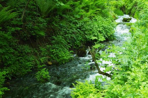 森の中の小川 小川,森,川の写真素材
