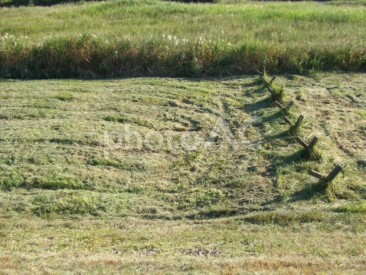草刈り後の野原 草刈り,刈り取り,除草の写真素材