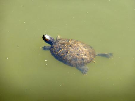 池の中をゆっくり泳ぐミドリガメ 池の中をゆっくり泳ぐミドリガメの写真