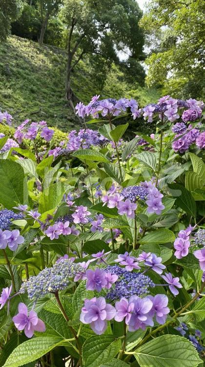 紫の紫陽花 引き あじさい,屋外,カラフルの写真素材