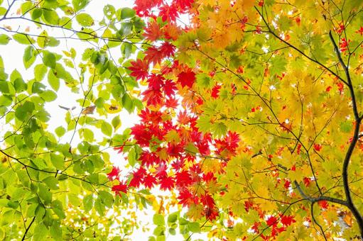 カエデの紅葉⑵ 秋,葉,カエデの写真素材