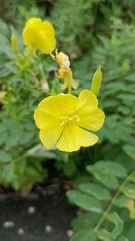 夏の日の夕方の月見草 夏の日の夕方の月見草 月見草,花,夏の写真素材