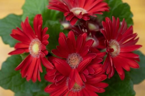 赤い花 入学式,風景,春の写真素材