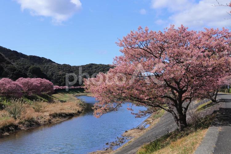 南の桜満開 南の桜満開,南伊豆,青野川の写真素材