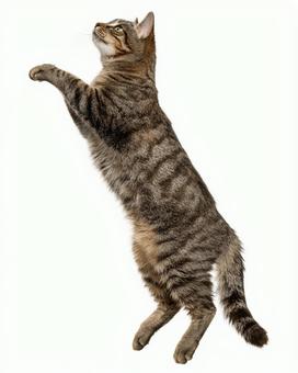 空中に浮き上がる躍動的な猫の姿 空中に浮き上がる躍動的な猫の姿の写真