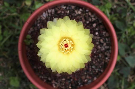 サボテンの花3 サボテンの花3の写真