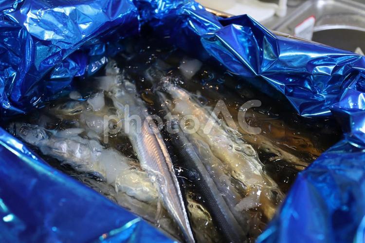 秋刀魚の箱買い さんま,秋刀魚,サンマの写真素材