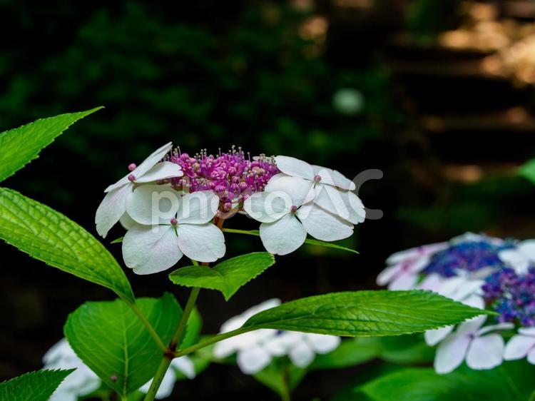 庭園に咲くアジサイ 紫陽花,アジサイ,花の写真素材