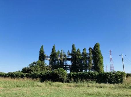 不思議な建物 不思議な建物 ジャングル,つた,つるの写真素材