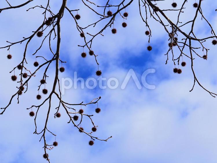 楓の実と冬の青空 楓,実,木の実の写真素材