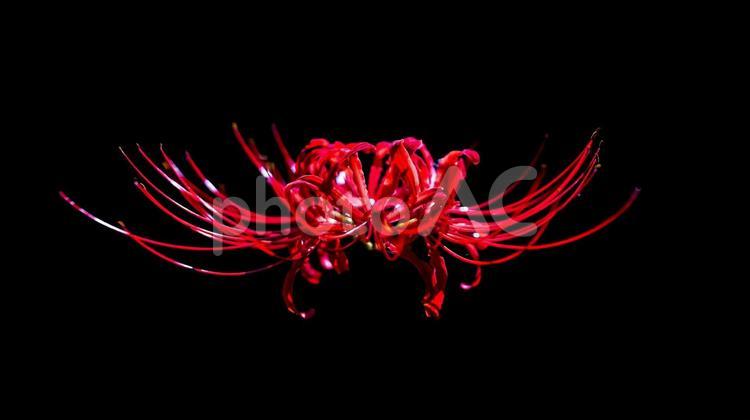 赤色の「彼岸花」 彼岸花,ヒガンバナ,お彼岸に咲くの写真素材