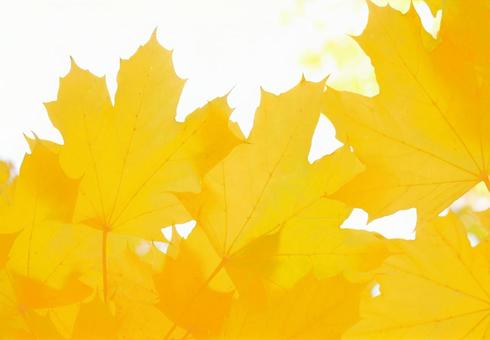Autumn maple leaves frame background material, JPG