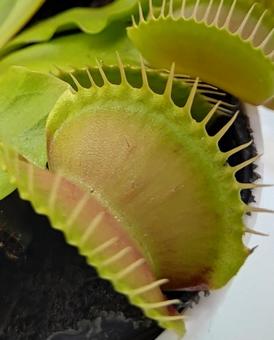 ハエトリグサ 食虫植物 ハエトリグサ 食虫植物の写真