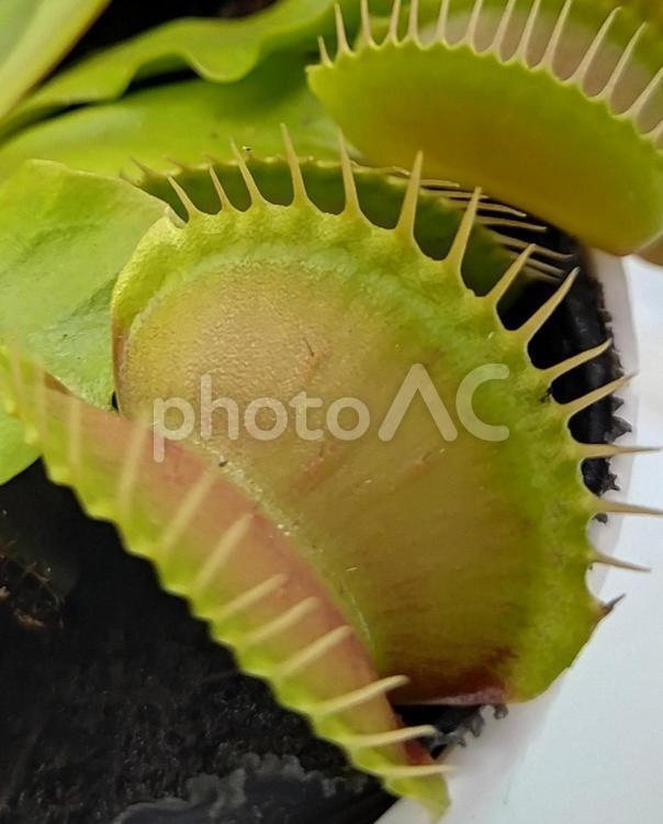 ハエトリグサ　食虫植物 ハエトリグサ,ハエトリ草,食虫植物の写真素材