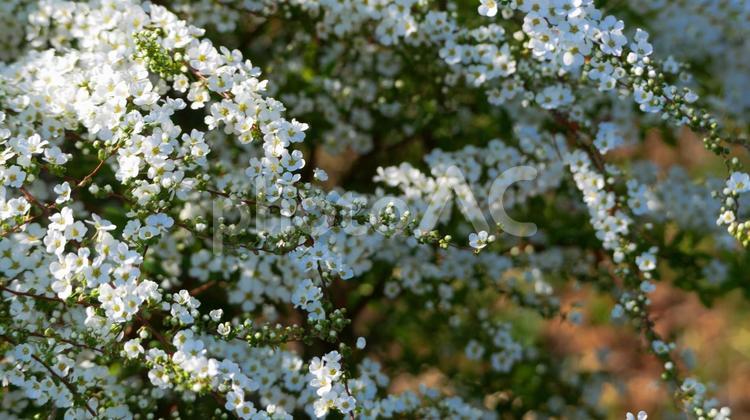 雪渓のように純白に輝くユキヤナギ ユキヤナギ,花,白の写真素材